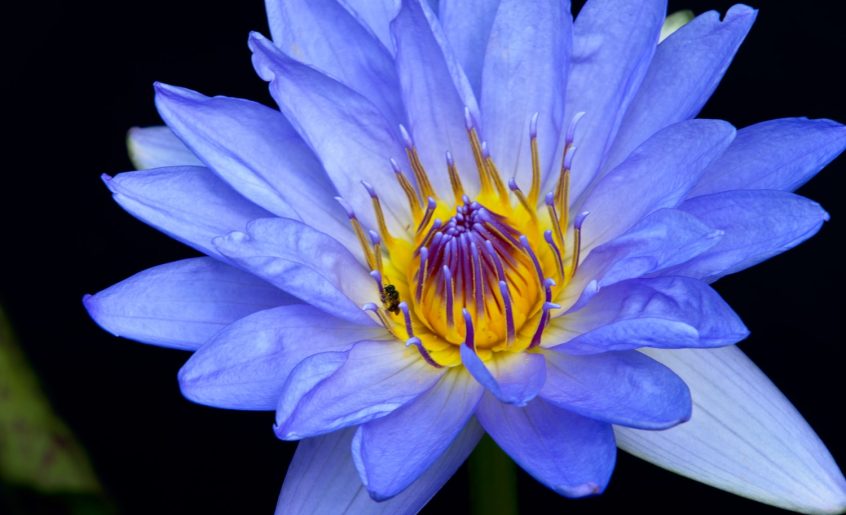 Legal Status of Blue Lotus What You Need to Know in 2024